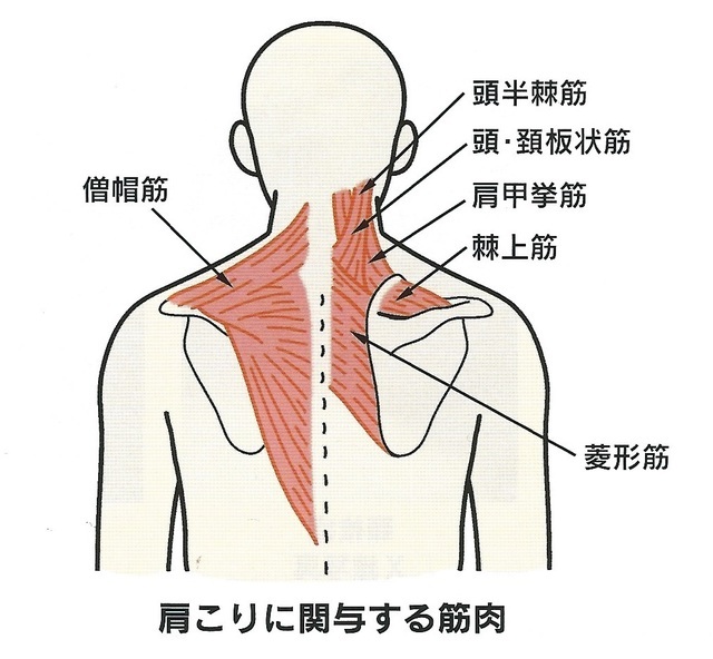 筋肉 肩 名前 の 上半身の筋肉の主要な名称と役割とは？筋トレをするなら知っておこう！